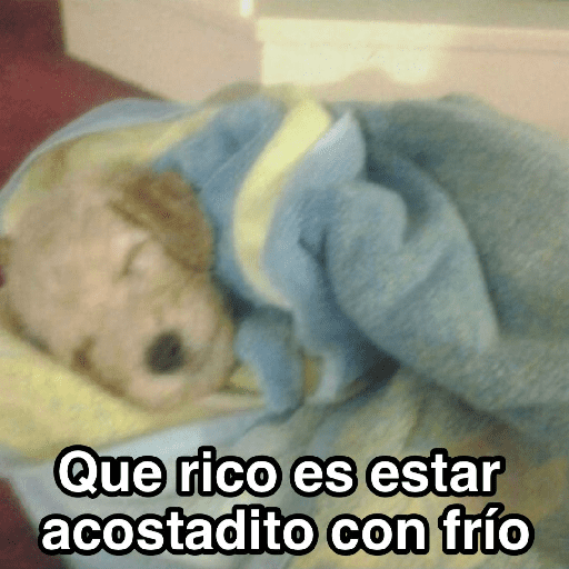 Frío ✨🥶MEMES 2