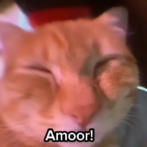 Gatos 🐱