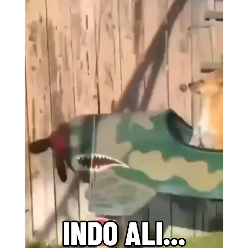 Ah não, Brow XIV 21