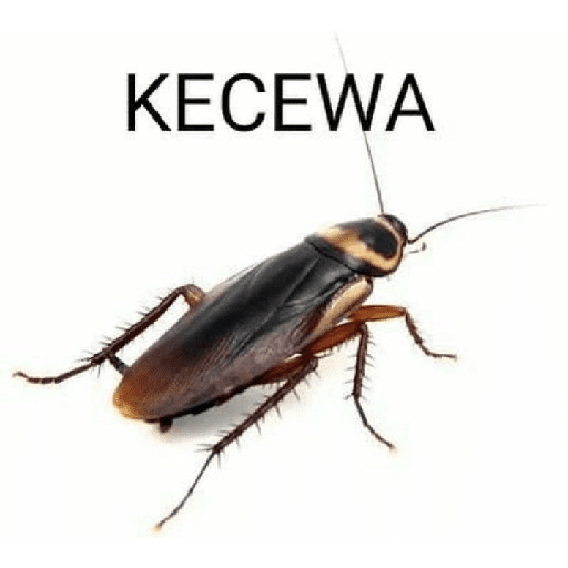 anomali tulisan kebalik