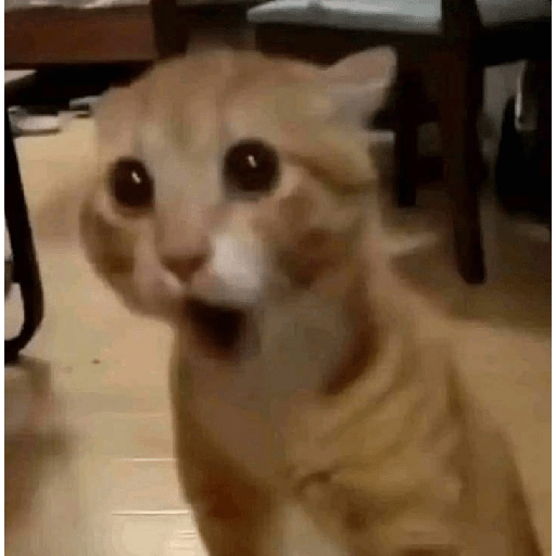 REACTION TIKTOK 15