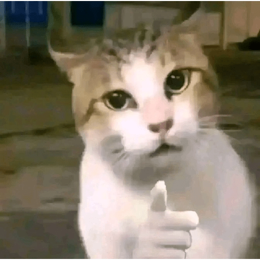 MEME KUCING VIRAL TERBARU 6