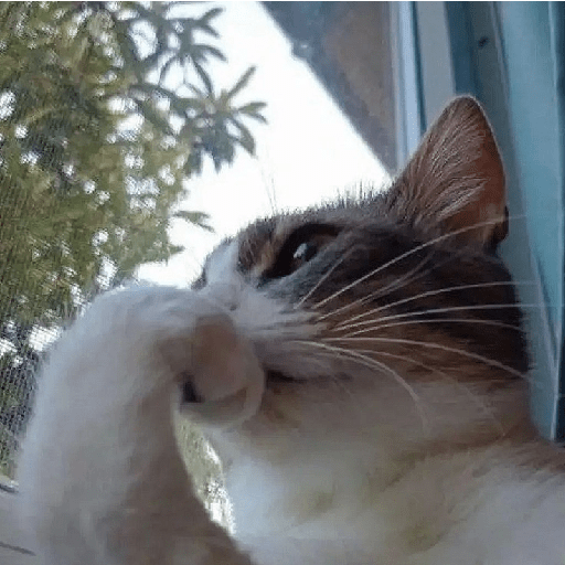 MEME KUCING VIRAL TERBARU 5
