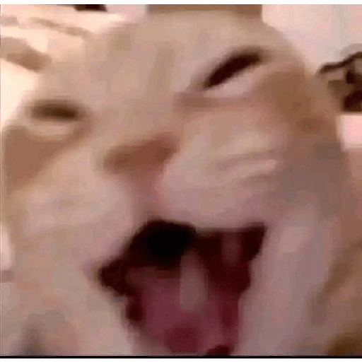 MEME KUCING VIRAL TERBARU 2