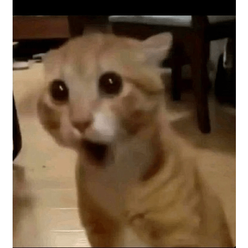 MEME KUCING VIRAL TERBARU 3
