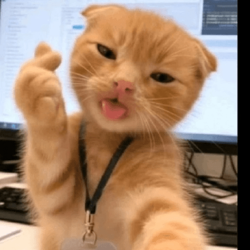 MEME KUCING VIRAL TERBARU 7