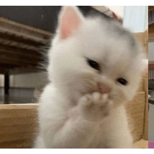MEME KUCING VIRAL TERBARU 8