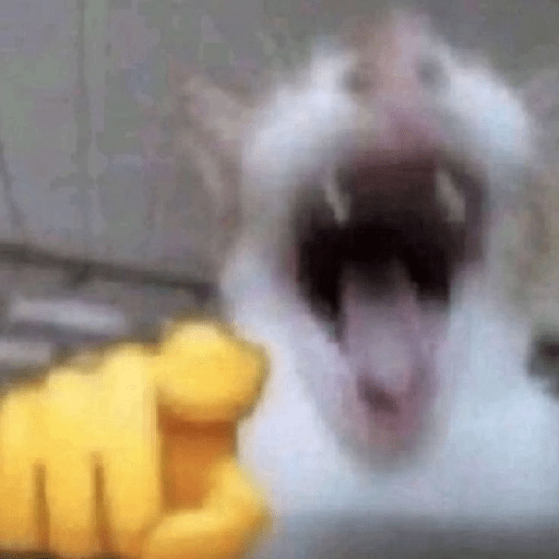 MEME KUCING VIRAL TERBARU 9