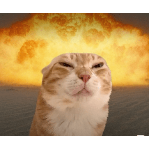 MEME KUCING VIRAL TERBARU 10