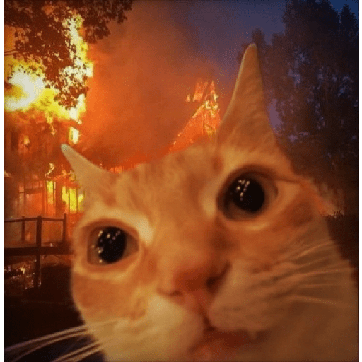 MEME KUCING VIRAL TERBARU 11