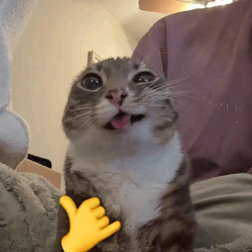 MEME KUCING VIRAL TERBARU 12