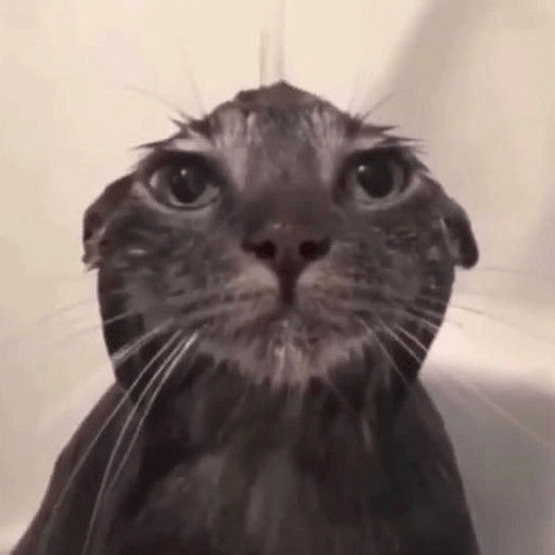MEME KUCING VIRAL TERBARU 14