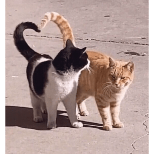 Gatos Cura DepresiÃ³nðŸ˜½ðŸ˜½ðŸ˜½ðŸ˜ŽðŸ˜Ž sticker