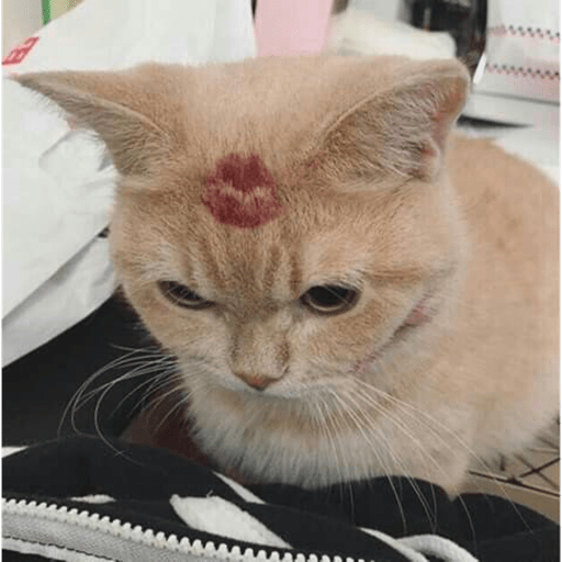 Gatos Cura Depresión😽😎 sticker