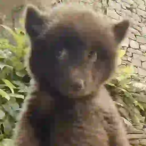 Shaolin matador de porco 