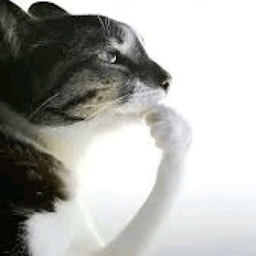 Momazosmariana 9