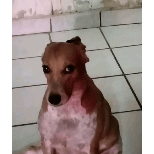 Momazosmariana 3