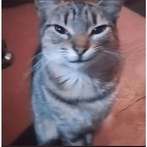 ⍟❦༒ Gatos ༒❦⍟ 3