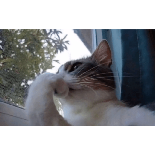 ⍟❦༒ Gatos ༒❦⍟ 5