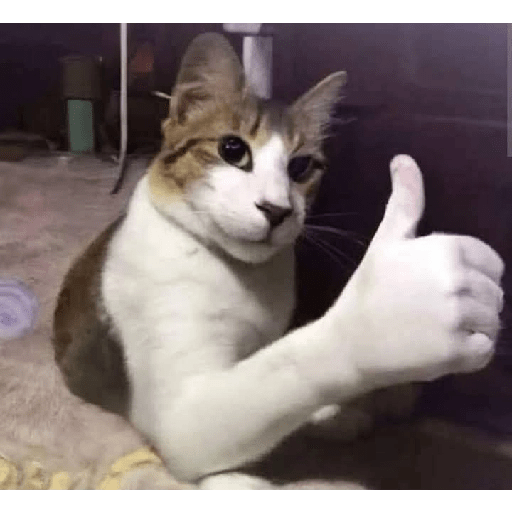 ⍟❦༒ Gatos ༒❦⍟ 6