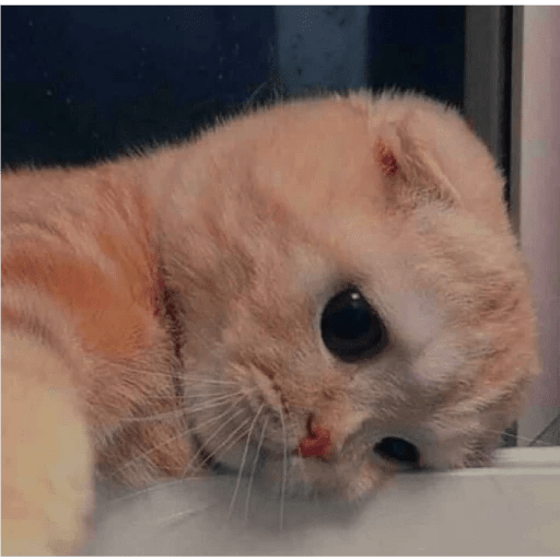 ⍟❦༒ Gatos ༒❦⍟ 8
