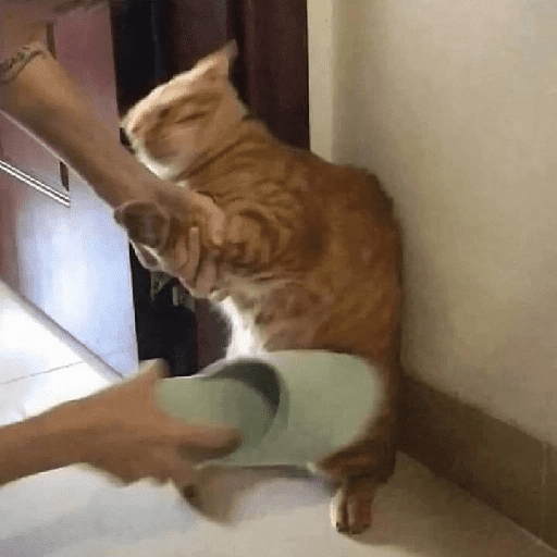 ⍟❦༒ Gatos ༒❦⍟ 9