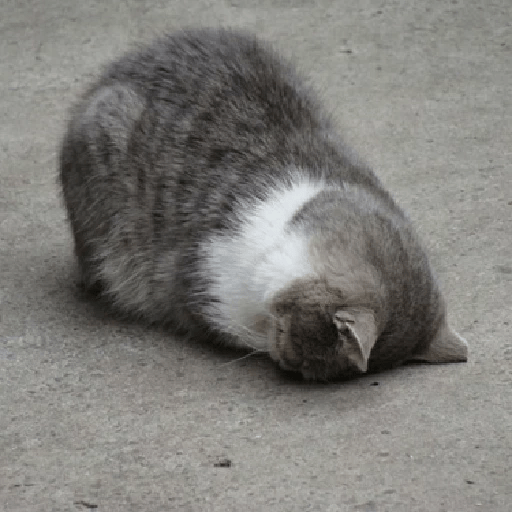 ⍟❦༒ Gatos ༒❦⍟ 10