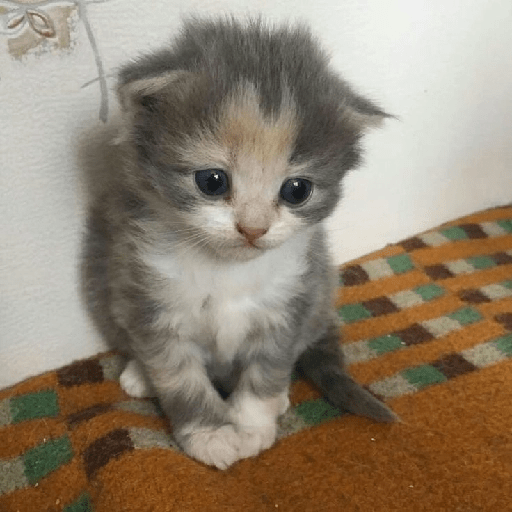 ⍟❦༒ Gatos ༒❦⍟ 11