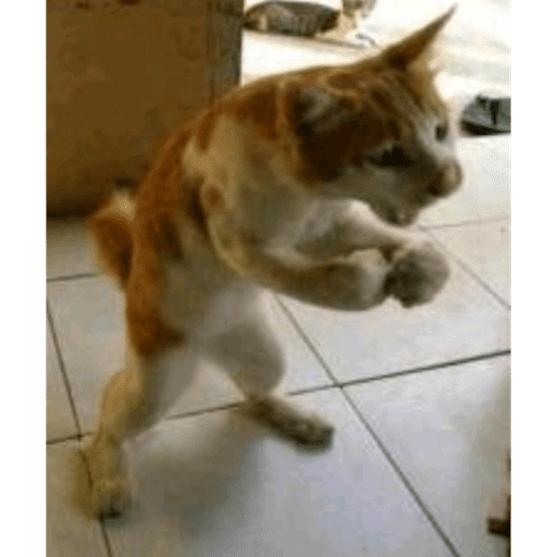 Tiktok memes