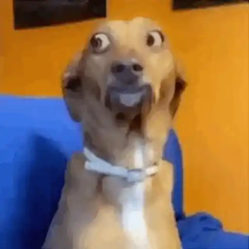 DuduXGif12 25