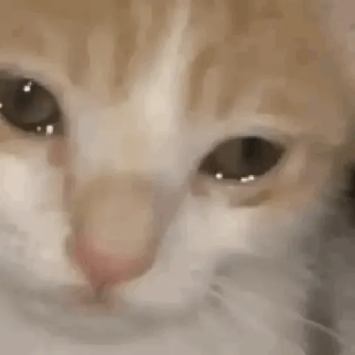 DuduXGif12 29