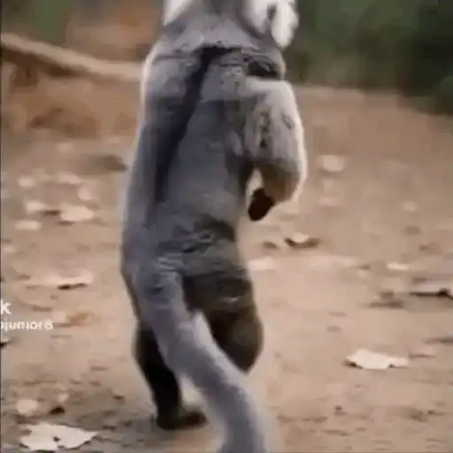DuduXGif12 30