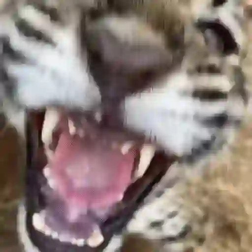 Zzzz 2