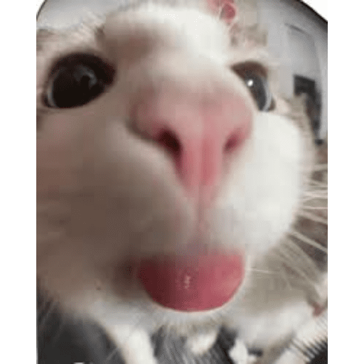 Gatitos