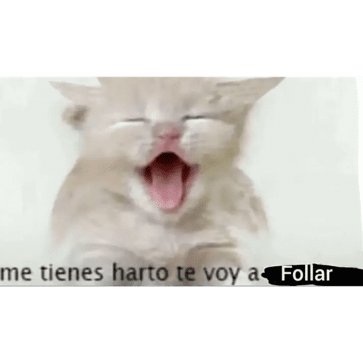 Hola 17