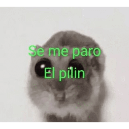 Hola 13