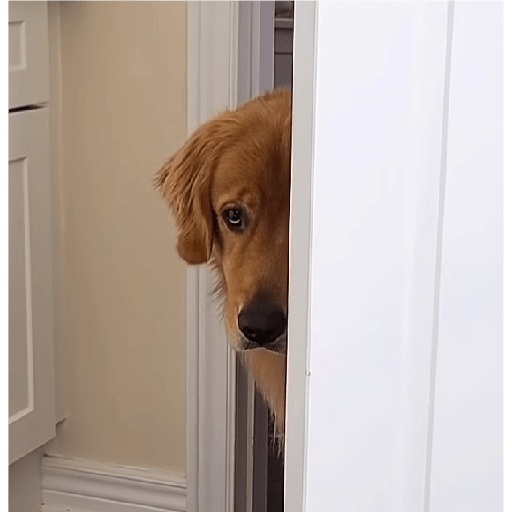 Alex_Doggo_Pack 5