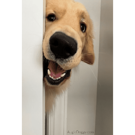 Alex_Doggo_Pack 25