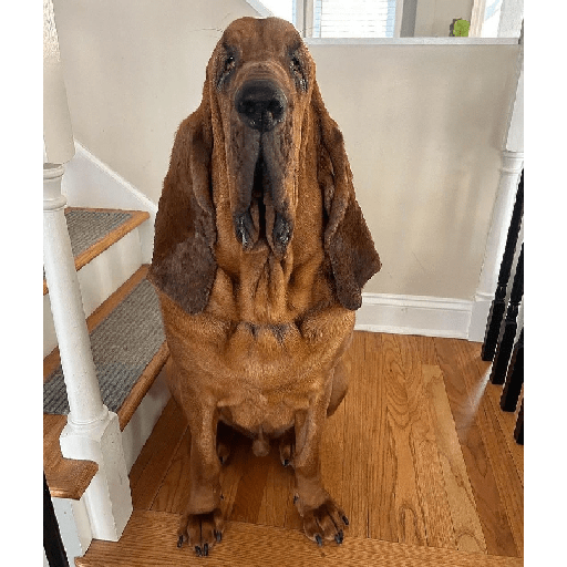 Alex_Doggo_Pack