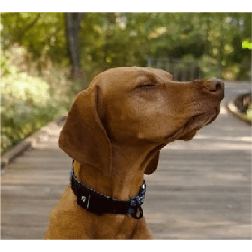 Alex_Doggo_Pack 8
