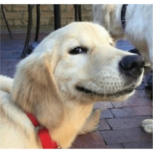 Alex_Doggo_Pack 7
