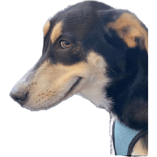 Alex_Doggo_Pack 23