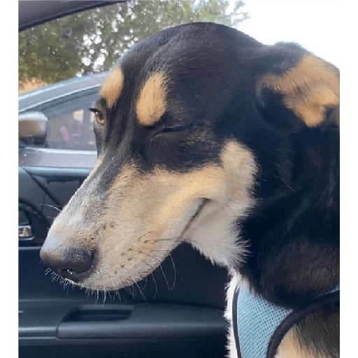 Alex_Doggo_Pack 22