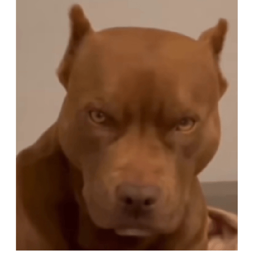 Alex_Doggo_Pack 24