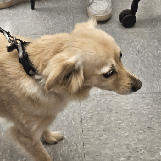 Alex_Doggo_Pack 15