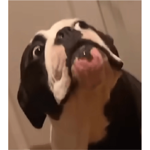 Alex_Doggo_Pack 18