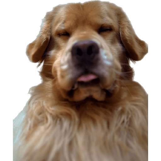 Alex_Doggo_Pack 3