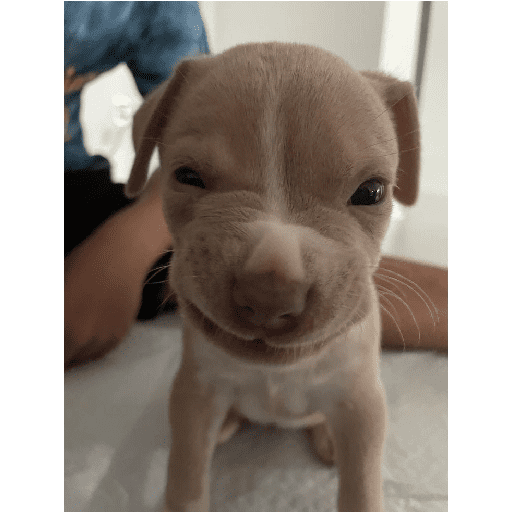 - Solo perros 3 19