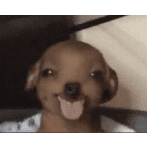 - Solo perros 3 25