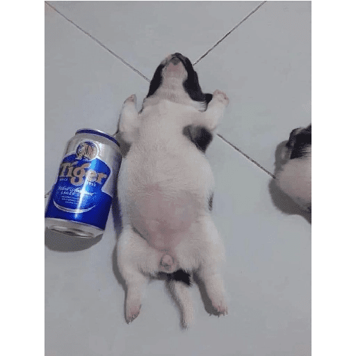 - Solo perros 3 28